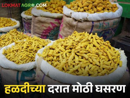 Turmeric Market The price of turmeric fell in the market of Wasmat on the beginning of kharif | Turmeric Market ऐन खरिपाच्या तोंडावरच वसमतच्या मोंढ्यात हळदीचा भाव घसरला