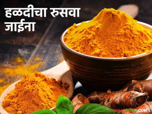 latest news Halad Market Upate: Halad market has cooled down; Know the reason in detail | Halad Market Update : हळद बाजार थंडावला; काय आहे कारण जाणून घ्या सविस्तर