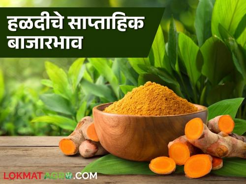 Latest News Halad Market arrival of turmeric increased, see price in Sangli market | Halad Market : हळदीची आवक वाढली, सांगली बाजारात काय भाव मिळाला? वाचा सविस्तर 