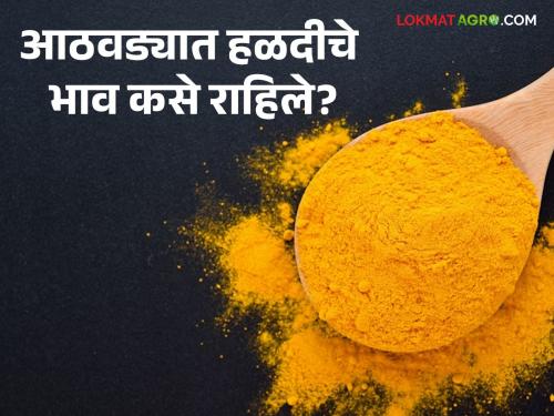 Latest News Halad Market Turmeric prices fell, how was market price during last week Read in detail | Halad Market : हळदीचे दर घसरले, मागील आठवडाभर बाजारभाव कसे होते? वाचा सविस्तर