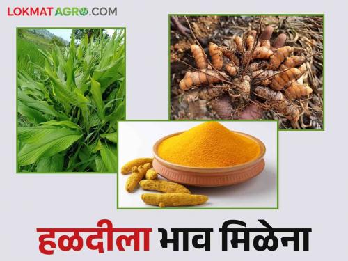 When will the price crisis of turmeric be solved? | price crisis of turmeric : हळदीची दरकोंडी कधी सुटणार?