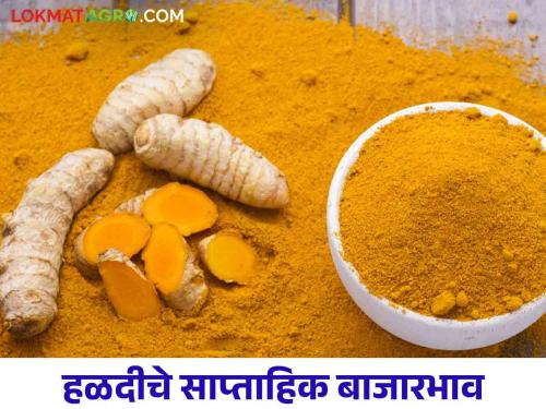 Latest News halad market How was market price of turmeric last week Know in detail  | Halad Market : मागील आठवड्यात हळदीचे बाजारभाव कसे होते?  जाणून घ्या सविस्तर 