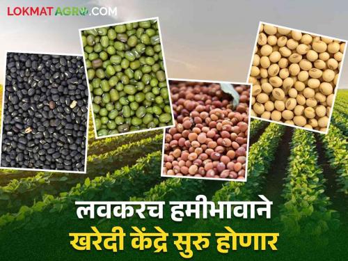 Good news for the farmers of Solapur district, foodgrain purchase will start with minimum support price | सोलापूर जिल्ह्यातील शेतकऱ्यांसाठी खुशखबर हमीभावाने धान्य खरेदी सुरु होणार