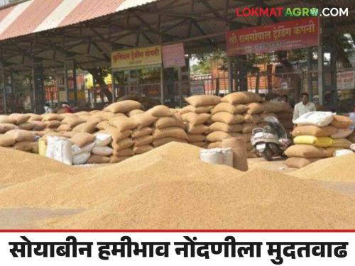 Nafed : Guaranteed purchase of thousand quintals of soybeans in a month Read more about | Nafed : सव्वा महिन्यात 'इतक्या' हजार क्विंटल सोयाबीनची हमीभाव केंद्रात खरेदी वाचा सविस्तर