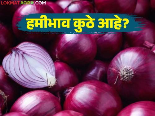 latest news Kanda Market Update : Farmers in trouble due to lack of guaranteed price; Stored onions are rotting in the rice field | Kanda Market Update: हमीभाव नसल्याने शेतकरी अडचणीत; साठवणूक केलेला कांदा चाळीमध्येच सडतोय