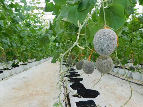 Grow melons with unique hanging technique in Polyhouse | पॉलिहाऊसमधील अनोख्या हँगींग तंत्राने पिकवा बारमाही खरबूज