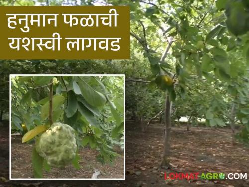 Success Story : Farmers of Asola are earning lakhs of income from Hanuman fruit | Success Story : आसोला येथील शेतकरी सुधाकर कमवत आहेत हनुमान फळातून लाखोंचे उत्पन्न वाचा सविस्तर