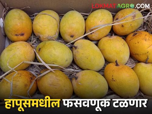 By breaking the chain of intermediaries, mangoes will come directly to the consumer's doorstep | मध्यस्थांची साखळी तुटल्याने थेट ग्राहकाच्या दारी येणार आंबा, शेतकऱ्यांना मिळणार चांगला भाव