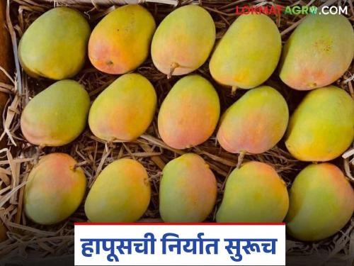 Amba Niryat : War has no impact on mango exports; exports are still continuing | Amba Niryat : युद्धामुळे आंबा निर्यातीवर कोणताही परिणाम नाही; अद्याप निर्यात सुरू