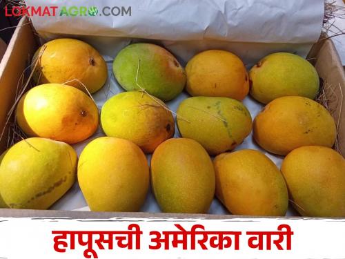 Hapus of Konkan on tour to America, export 28 tons of mangoes in the first phase | कोकणचा हापूस अमेरिका दौऱ्यावर, पहिल्या टप्प्यात २८ टन आंबा निर्यात