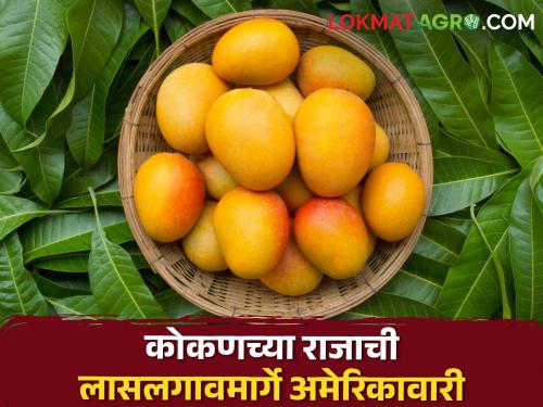 latest News 28 tons of mangoes left for America from Lasalgaon | यंदाही कोकणच्या राजाची अमेरिकावारी लासलगावमार्गे, तब्बल 28 टन आंबे रवाना