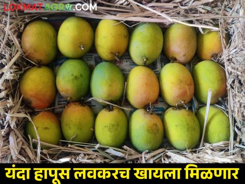 380 boxes of Hapus mangoes come from Konkan in Mumbai Market Committee, how was the market price? | मुंबई बाजार समितीमध्ये कोकणातून ३८० पेट्या हापूस आंब्याची आवक, कसा मिळाला बाजारभाव