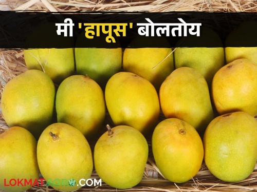 Hapus mango in Konkan need revival | कोकणच्या हापूसला नवसंजीवनीची गरज