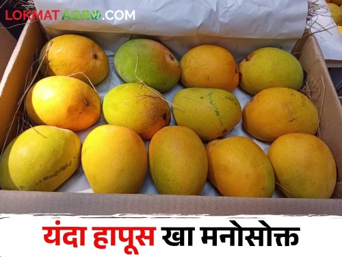 This year the mango season has boom and the production will also increase | यंदा आंब्याचा हंगाम पुढे गेला.. उत्पादनातही होणार वाढणार