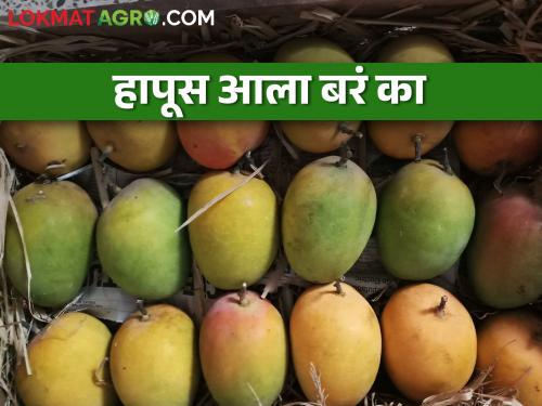 The king of fruits is Hapus Mango start incoming in market; How is the market price? | फळांचा राजा हापूस आंब्याची आवक सुरु; कसा मिळतोय बाजारभाव