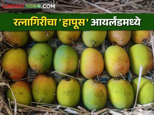 Mango Export; Khed's son's brand 'Aswad Mango' launched in Ireland | Mango Export खेडच्या सुपुत्राच्या 'आस्वाद मँगो' या ब्रँडचा आयर्लंडमध्ये डंका