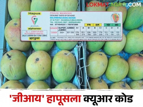 'QR code' on mango fruit, box and box to get good price for farmer's Hapus mango | शेतकऱ्याच्या हापूसला चांगला दर मिळावा यासाठी आंबा फळ, पेटी व बॉक्सवर 'क्यूआर कोड'
