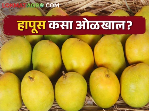 Buy mangoes from farmers and avoid scams in Hapus | शेतकऱ्यांकडून आंबा खरेदी करा आणि हापूसमधील फसवणूक टाळा