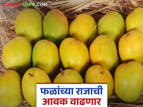 Along with Hapus, Badami, Lalbaug, and Totapuri have also entered the Vashi market; Which mango is getting what price? | वाशी मार्केटमध्ये हापूससह बदामी लालबाग, तोतापुरीही दाखल; कोणत्या आंब्याला मिळतोय किती दर?