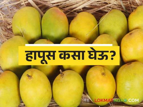 Hapus sold by the dozen; but Market prices are seen in kilos | हापूसची विक्री डझनमध्ये; पण बाजारभाव दिसतात किलोमध्ये