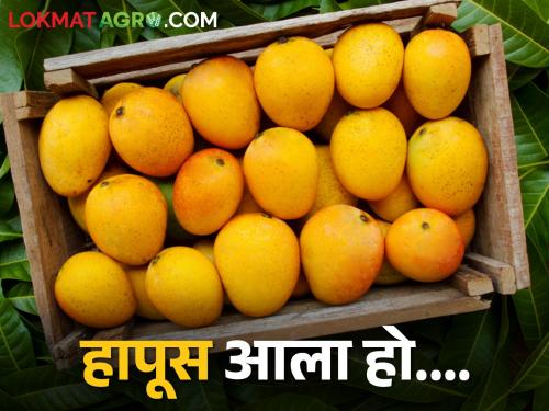 mahashivratri Hapus mangoes from Konkan enter the market; How is the market price? | महाशिवरात्रीनिमित्त कोकणातील हापूस आंबा बाजारात दाखल; कसा मिळतोय बाजारभाव?