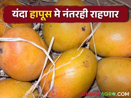 Mangoes sold so far; Chances of record arrivals after Gudhipadva | आत्तापर्यंत विकला गेलाय इतका आंबा; गुढीपाडव्यानंतर विक्रमी आवक होण्याची शक्यता