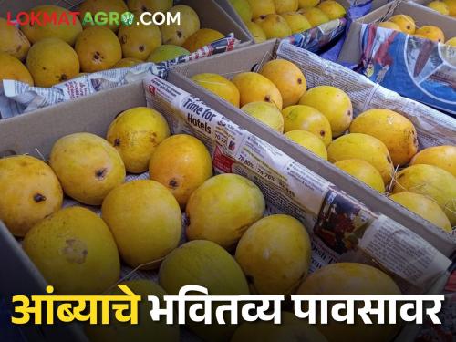Hapus mangoes of the first phase are running out; The second phase will start from May 20 | Mango Market पहिल्या टप्प्यातील हापूस आंबा संपतोय; दुसऱ्या टप्पा २० मेपासून सुरू होणार