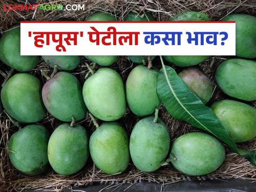 Hapus Mango Market : As many as 9 thousand boxes of Hapus Mango have arrived at Vashi Market Committee; How are they getting the price? | Hapus Mango Market : वाशी बाजार समितीत हापूसच्या तब्बल ९ हजार पेट्यांची आवक; कसा मिळतोय दर?