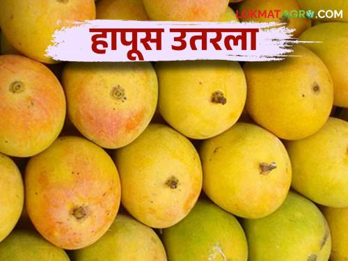 Mango with Puranpoli on Holi; Hapus Mango incoming increased | होळीला पुरणपोळीसह आमरसही; हापूसची आवक वाढली