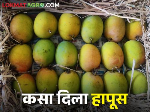 'Hapus' arrival in Sangli market; How is the market price? | सांगलीच्या बाजारपेठेत 'हापूस'ची आवक सुरु; कसा मिळतोय बाजारभाव?