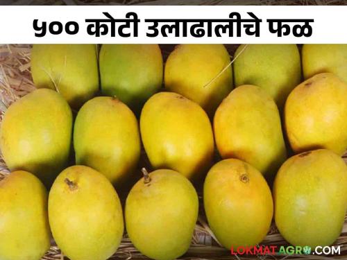 This year, the seven-month long mango season ends How much was the arrival in market? | यंदा सात महिने सुरु असलेला आंबा हंगाम संपुष्टात.. आवक किती झाली