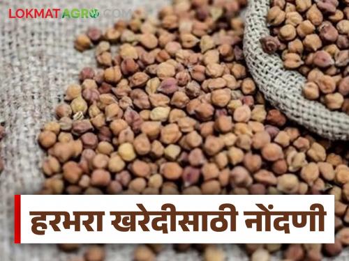 Latest News MSP Chana Procurement Gram sales registration deadline extended till May 30 | MSP Chana Procurement : हरभरा विक्री नोंदणीसाठी मुदतवाढ, 'या' तारखेपर्यंत करा नोंदणी 