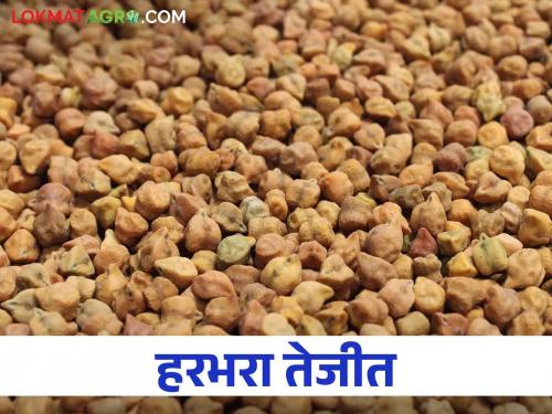 Harbhara Market: Farmers ran out of Harbhara, the price went up to seven and a half thousand | Harbhara Market : शेतकऱ्यांचा हरभरा संपला दर गेला साडेसात हजारांवर