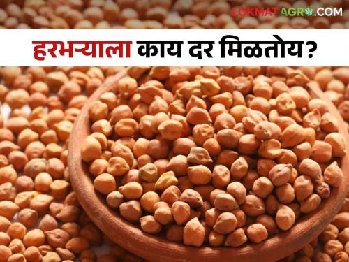 Latest News Harbhara Bajarbhav per quintal price jalgaon, Buldhana market, read today's market price  | Harbhara Bajarbhav : बुलढाणा बाजारात हरभऱ्याला क्विंटलमागे 'इतका' दर, वाचा आजचे बाजारभाव 