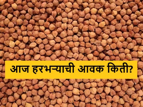 Latest news Todays harbhara Bajarbhav in market yards check here details gram market price | Harbhara Bajarabhav : लासलगाव-निफाड बाजारात जंबु हरभऱ्याची चलती, वाचा आजचे सविस्तर बाजारभाव