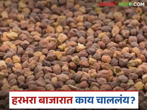 Latest News Red gram is increasing in Jalgaon market, how market price, read in detail | Harbhara Market : जळगाव बाजारात लाल हरभरा तेजीत, कसा मिळतोय दर, वाचा सविस्तर 