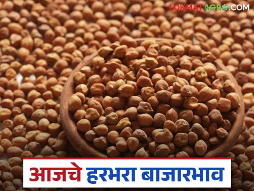 Harbhara Bazaar Bhav: How much Harbhara has arrived in the market; Read in detail how the price was obtained | Harbhara Bajar Bhav: बाजारात हरभऱ्याची आवक किती; कसा मिळाला दर ते वाचा सविस्तर