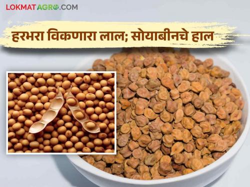 Market update: Gram is booming; Back to the beans | Market update : हरभरा आलाय तेजीत; सोयाबीनची माघार