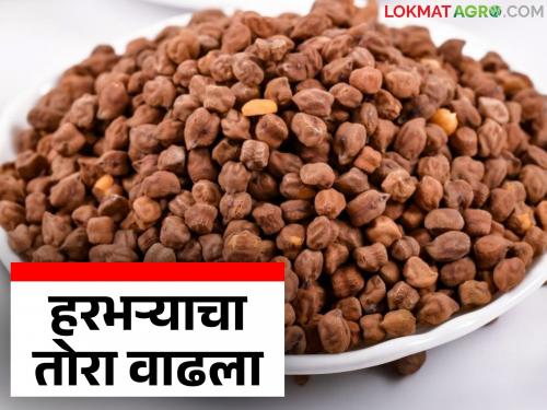 Harbhara Bajar Bhav : Chick Pea market is booming; Price increased by Rs 600 per quintal in this market committee | Harbhara Bajar Bhav : हरभरा बाजार तेजीत; या बाजार समितीत क्विंटलमागे ६०० रुपयांची वाढ