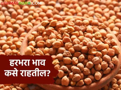 Latest news Harbhara Market How will Harbhara market prices be in October-December Know in detail  | Harbhara Market : ऑक्टोबर-डिसेंबरमध्ये हरभरा बाजारभाव कसे राहतील? जाणून घ्या सविस्तर 