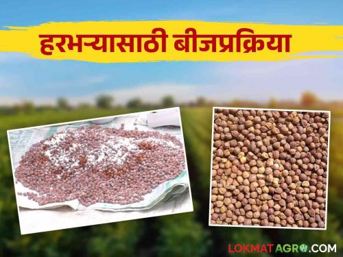 Do this work before sowing to prevent diseases in chick pea gram crop | हरभरा पिकातील येणाऱ्या रोगांपासून बचाव करण्यासाठी पेरणी अगोदर करा हे काम