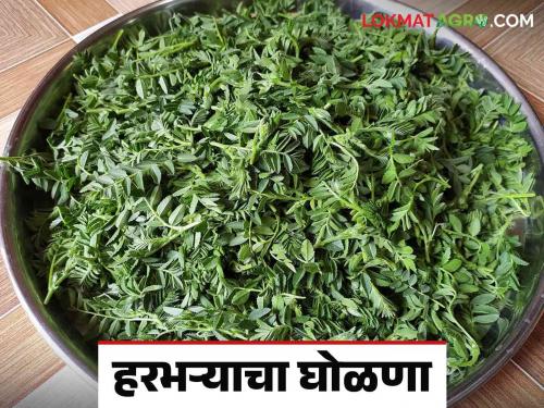 Harbhara Bhaji : chick pea vegetable is very healthy keeps away from many diseases | Harbhara Bhaji : हरभऱ्याची भाजी आरोग्यासाठी फायदेशीर ठेवते अनेक आजारांपासून दूर वाचा सविस्तर