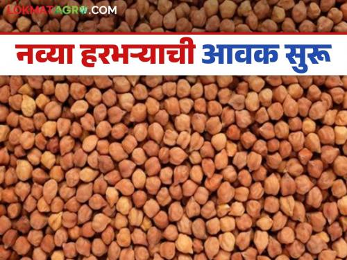 Harbhara Market: latest news New Harbhara got this much price in this market, read in detail | Harbhara Market: नव्या हरभऱ्याला 'या' बाजारात इतका मिळाला दर वाचा सविस्तर