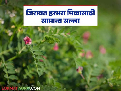 Latest News Harabhara Crop Management How to take care of gram during flowering and pod formation Read in detail | Harbhara Crop : फुलोरा व घाटे लागण्याच्या अवस्थेत हरभऱ्याची अशी घ्या काळजी? वाचा सविस्तर 