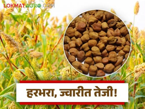 Gram and jowar market is currently on a bullish trend; no possibility of sugar price hike | हरभरा आणि ज्वारीच्या बाजारात सध्या तेजीचा कल; साखरेच्या भाववाढीची शक्यता नाही