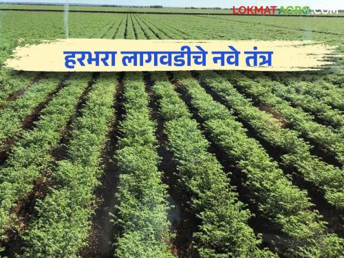 Harbhara Lagvad : Cultivation in this way to increase the production of chick pea Harbhara crop | Harbhara Lagvad : हरभरा पिकाचे उत्पादन वाढीसाठी करा ह्या पद्धतीने लागवड