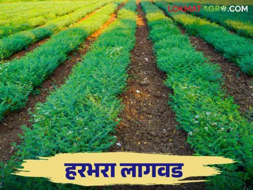 Harbhara lagwad : Harbhara cultivation area will increase by this percentage this year; Let's learn about water management techniques | Harbhara lagwad : हरभरा लागवड क्षेत्रात यंदा इतक्या टक्क्यांनी होणार वाढ; पाण्याचे व्यवस्थापन तंत्र जाणून घेऊया