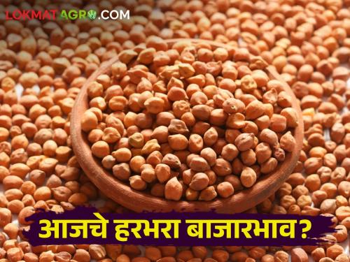 Latest News 10 may todays gram market price in maharashtra market yards check here | Gram Market : मुंबई बाजार समितीत हरभऱ्यास सर्वाधिक भाव, असे आहेत आजचे बाजारभाव