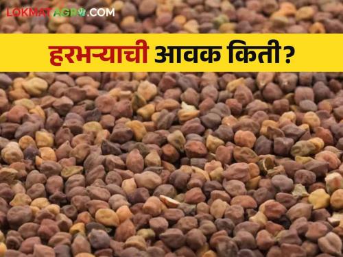 Harabhara Market : As the arrival of gram slowed down, the prices increased  | Harabhara Market : हरभऱ्याची आवक मंदावताच भाव वधारले 