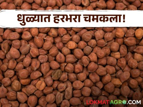 Latest News 27 may 2024 Todays Gram Market Price in market yards cheke here | Gram Market : काट्या की चाफा, कुठल्या हरभऱ्याची चलती? वाचा आजचे सविस्तर बाजारभाव 